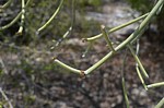 Euphorbia PV2837 Mangabe u Namakia GPS254 Mad 2015_1650.jpg